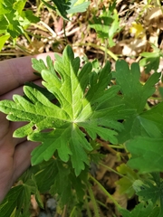 Callirhoe involucrata