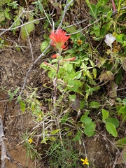Castilleja bryantii
