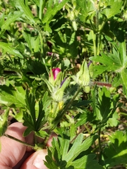 Callirhoe involucrata