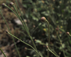 Cephalaria stellipilis
