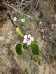 Commicarpus brandegeei