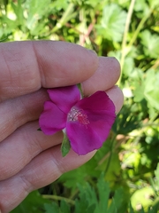 Callirhoe involucrata