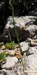 Erysimum scabrum