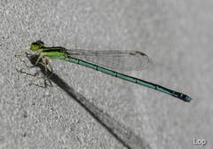 Agriocnemis lacteola