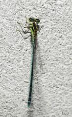 Agriocnemis lacteola