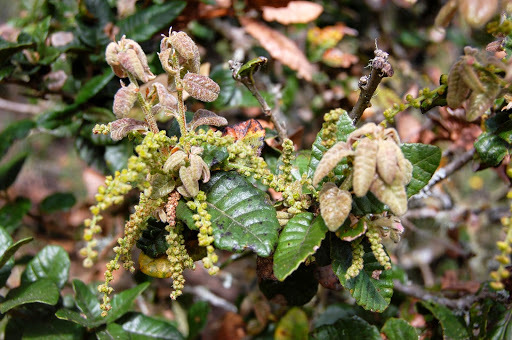 Quercus tomentella