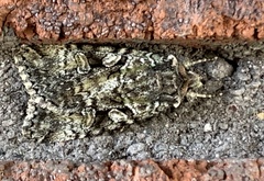Anaplectoides prasina