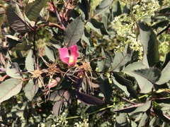 Rosa glauca