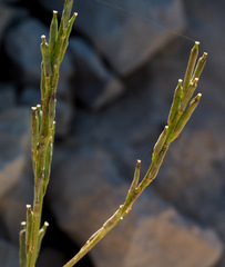 Erysimum scabrum