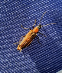 Anogcodes rufiventris