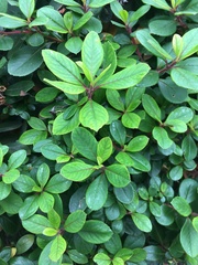 Photinia × fraseri