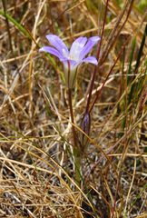 Brodiaea jolonensis