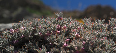 Astragalus cruentiflorus
