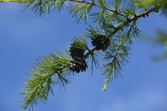 Larix sibirica