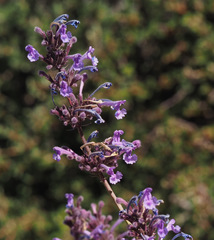 Nepeta cilicia