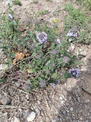 Ziziphora clinopodioides