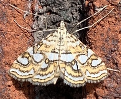 Elophila ekthlipsis