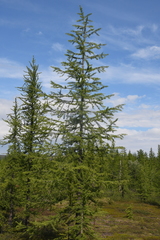 Larix sibirica