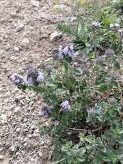 Ziziphora clinopodioides