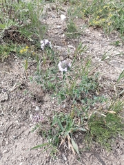 Ziziphora clinopodioides