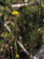 Erysimum scabrum
