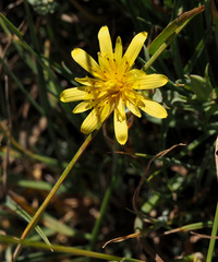 Tragopogon buphthalmoides