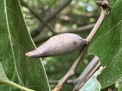 Amphibolips acuminata