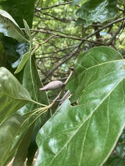 Amphibolips acuminata