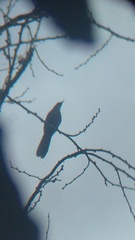 Melanotis caerulescens