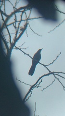 Melanotis caerulescens