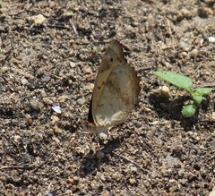 Junonia hierta hierta