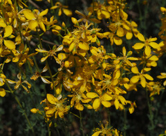 Hypericum libanoticum