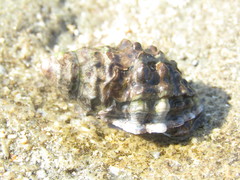 Tylothais savignyi