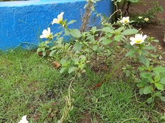 Turnera subulata