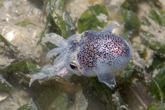 Sepiolidae