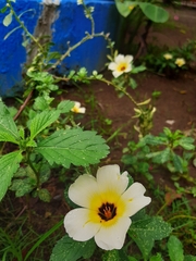 Turnera subulata
