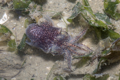 Sepiolidae