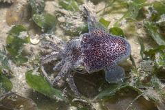 Sepiolidae