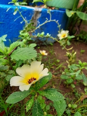 Turnera subulata