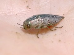 Dicerca divaricata