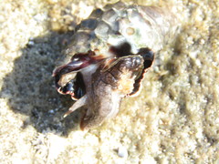 Tylothais savignyi