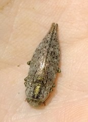 Dicerca divaricata