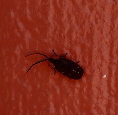 Lucidota atra