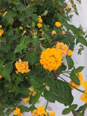 Lantana