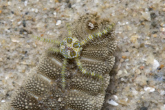 Ophiothela mirabilis