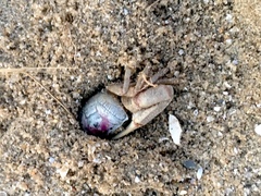 Leptuca pugilator