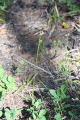 Carex vaginata