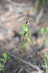 Carex vaginata