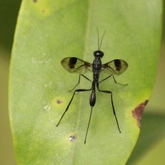 Aulacidae