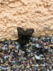 Oligia latruncula